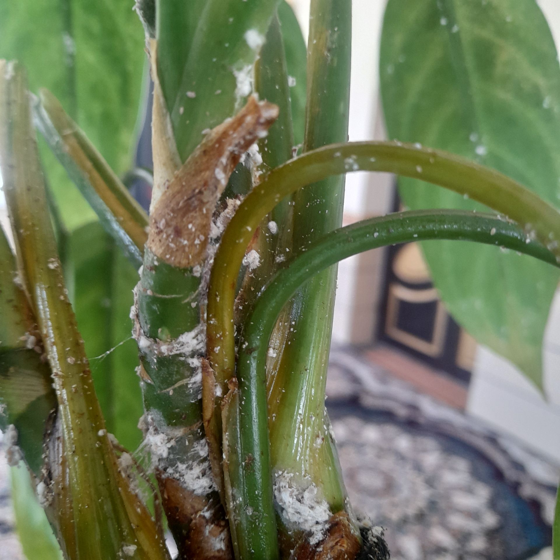 لکه های سفید روی گل آگلونما چیه؟